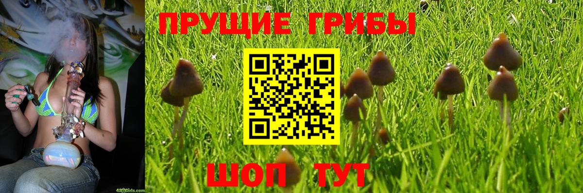 Галлюциногенные грибы Psilocybine cubensis Морозовск